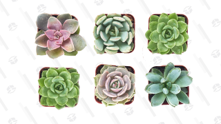 Secure Your Plant Parent Status With 30% Off Succulents And Other Low-Maintenance And Air Purifying Plants
